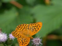 Kaisermantel Männchen